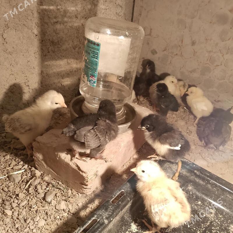 jüýjeler - Балканабат - img 1