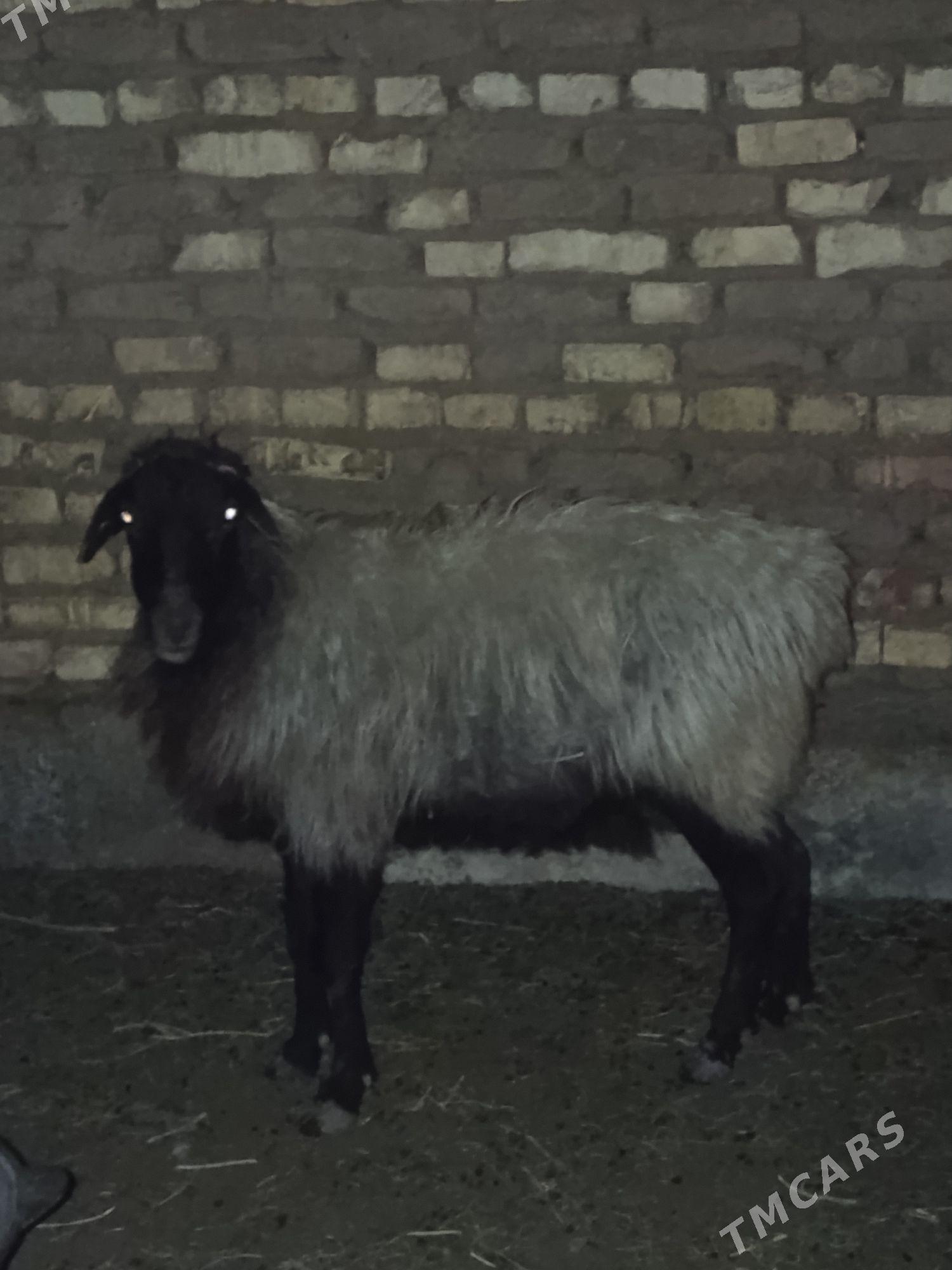 Gysyr. goýun taby gurat - Babadaýhan - img 1