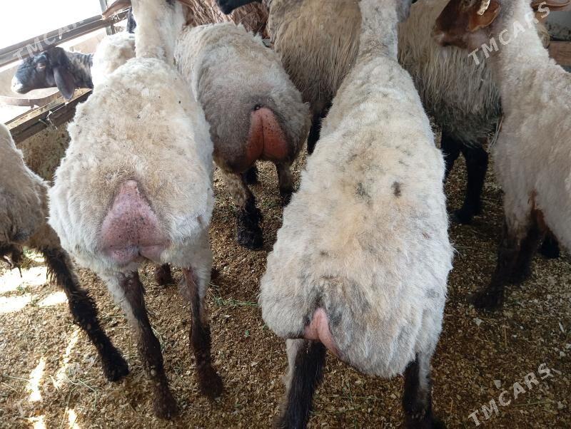 goyun - Aşgabat - img 1