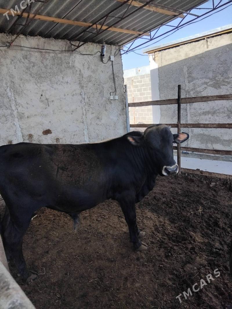 Öküzler - Wekilbazar - img 1