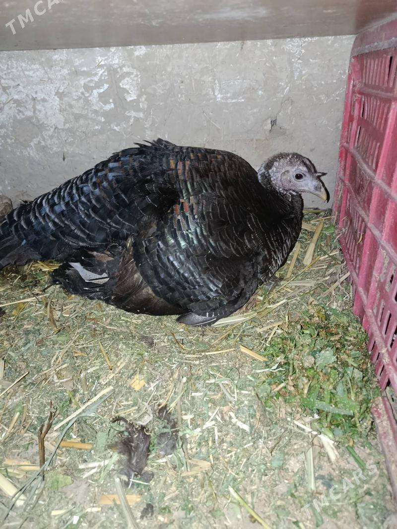 induk kurk guzlap duran indukl - Türkmengala - img 1