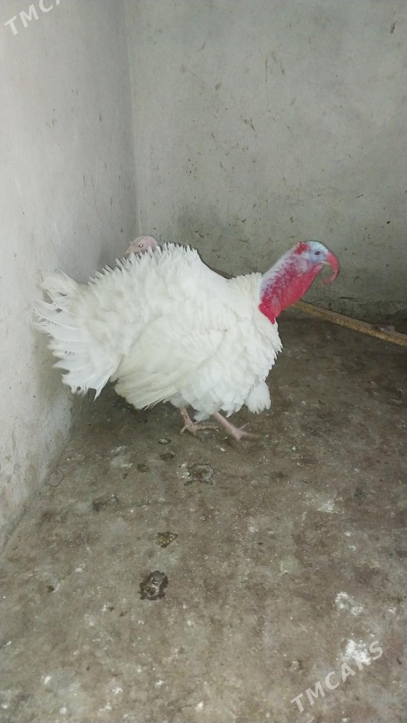 INDUK - Теджен - img 1