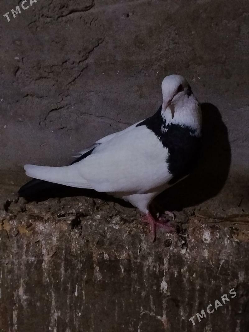 kepderi - Векильбазар - img 1