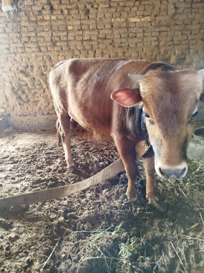 Okuz bakylan - Мургап - img 1