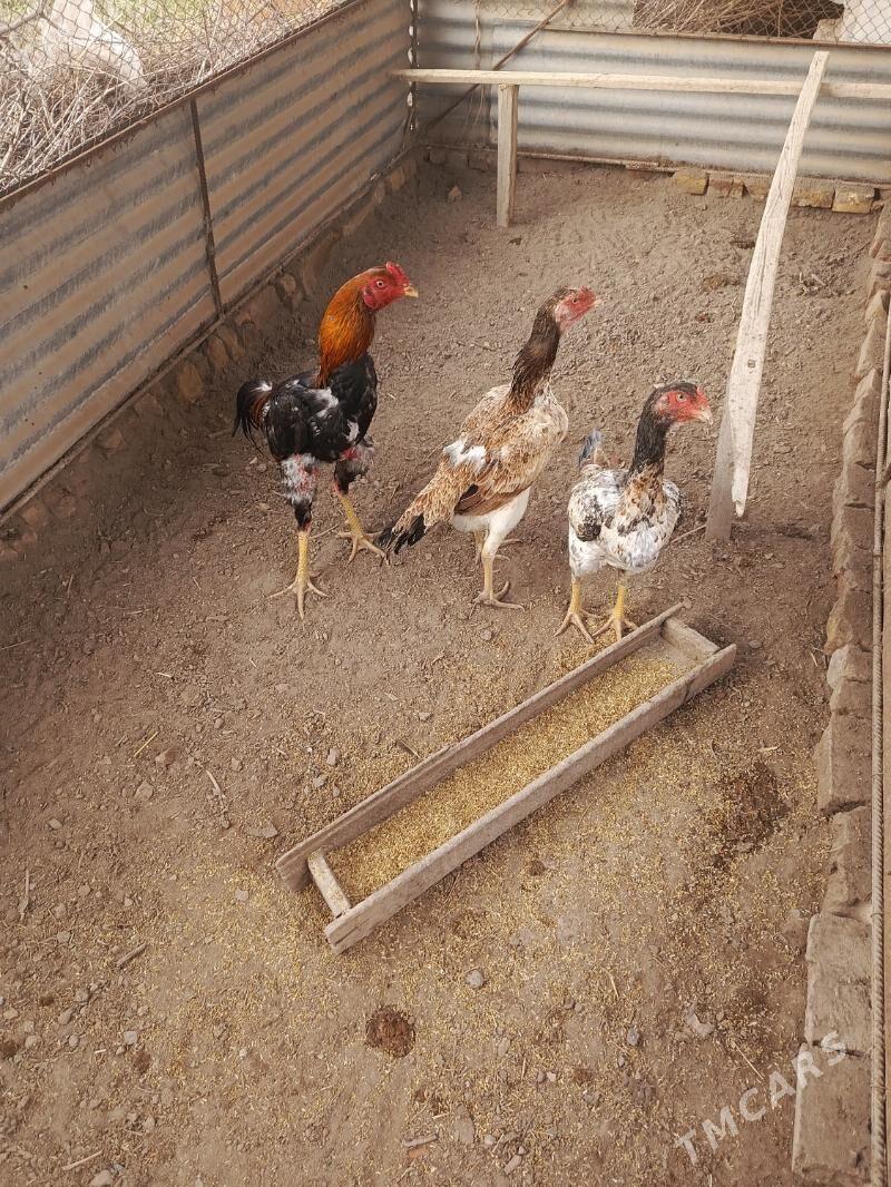 baysowlar - Дянев - img 1