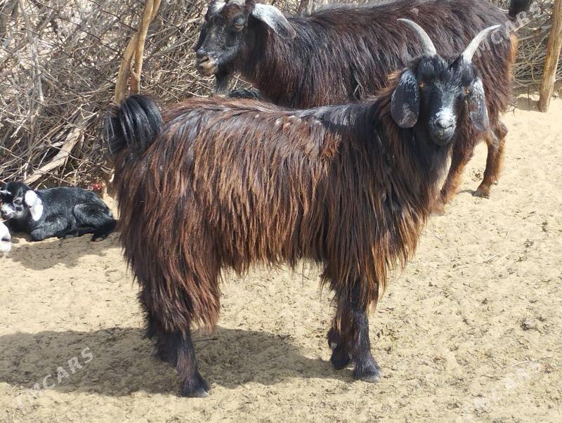 dog erkec - Бахарден - img 1