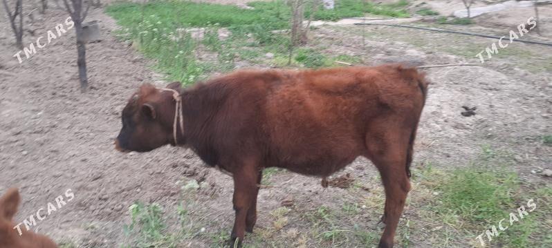 öküz - Baýramaly - img 1