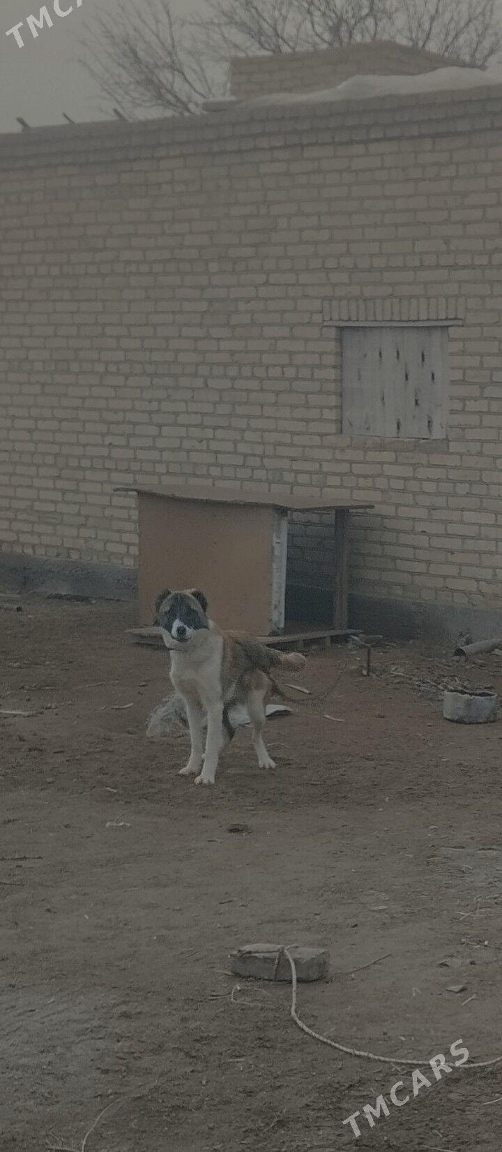 11 aylyk copan iti. - Сейди - img 1