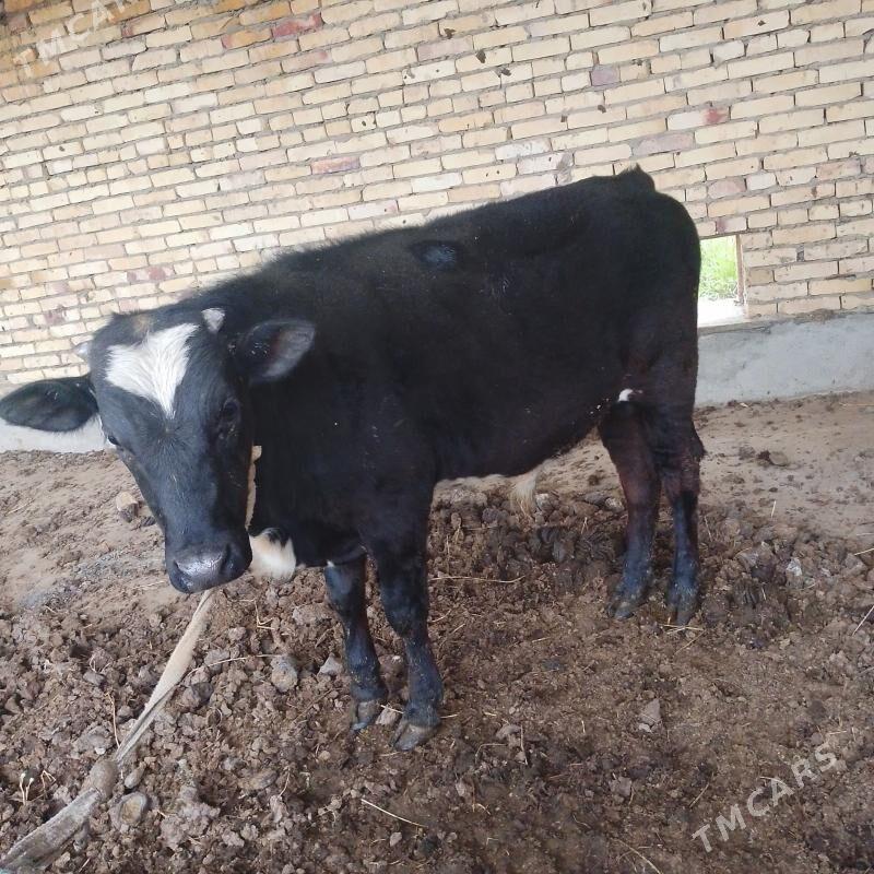 ЙАШ ОКУЗ - Чарджоу - img 1