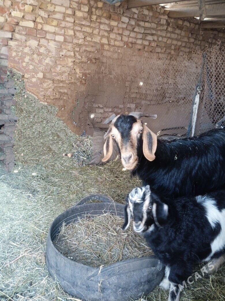 geci - Babadaýhan - img 1