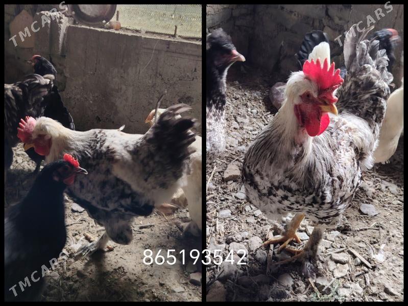 Horaz - Bereket - img 1