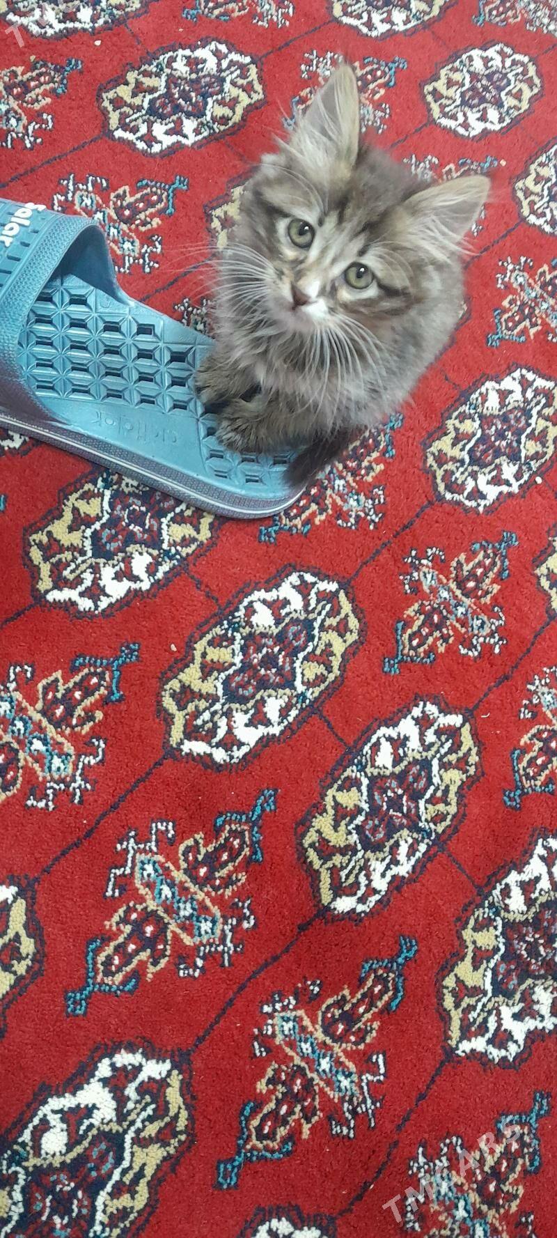 pişik - Гаудан "В" - img 1