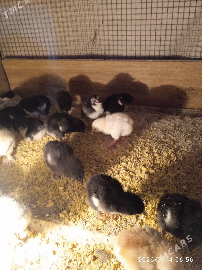 Байес маки Мырамыр Гигант жуйж - Туркменабат - img 1