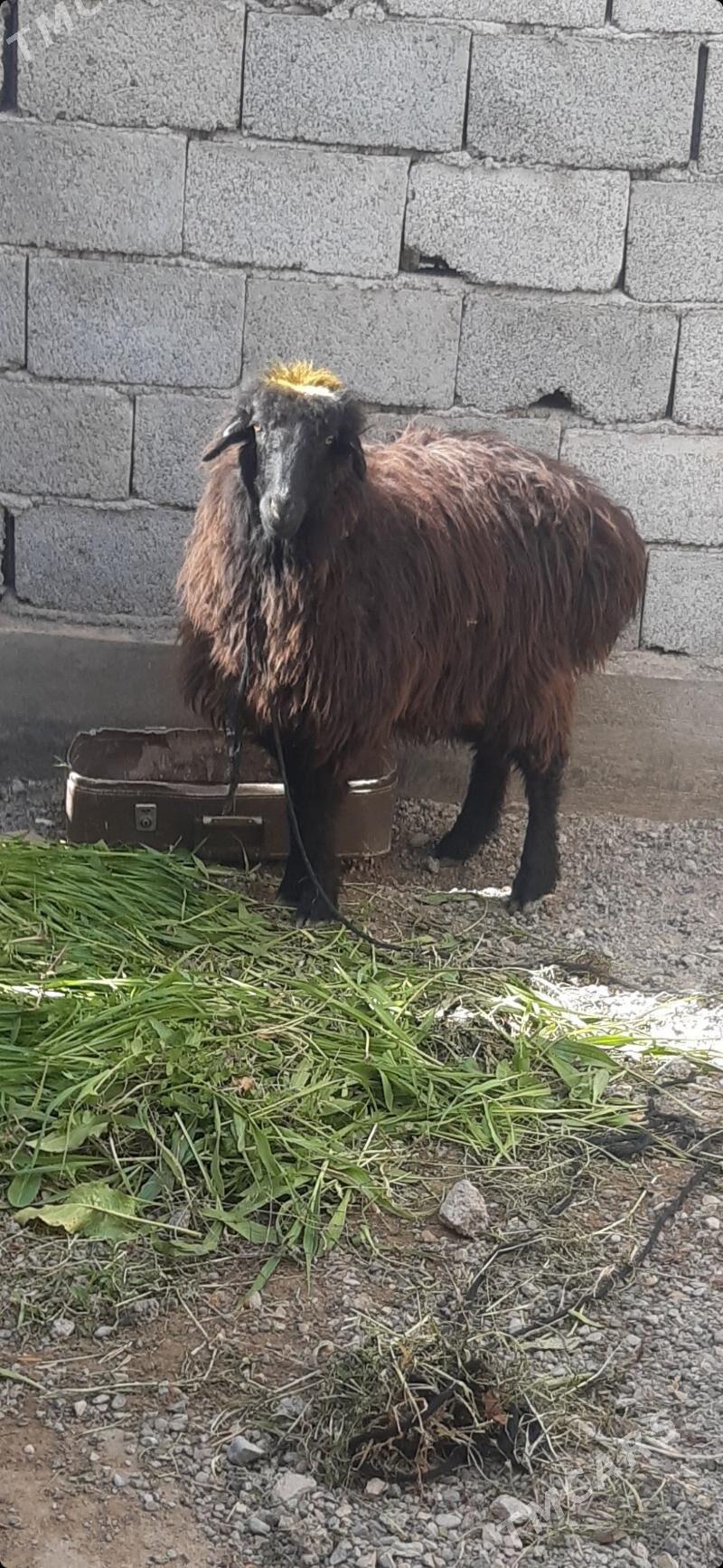 goyun - Wekilbazar - img 1