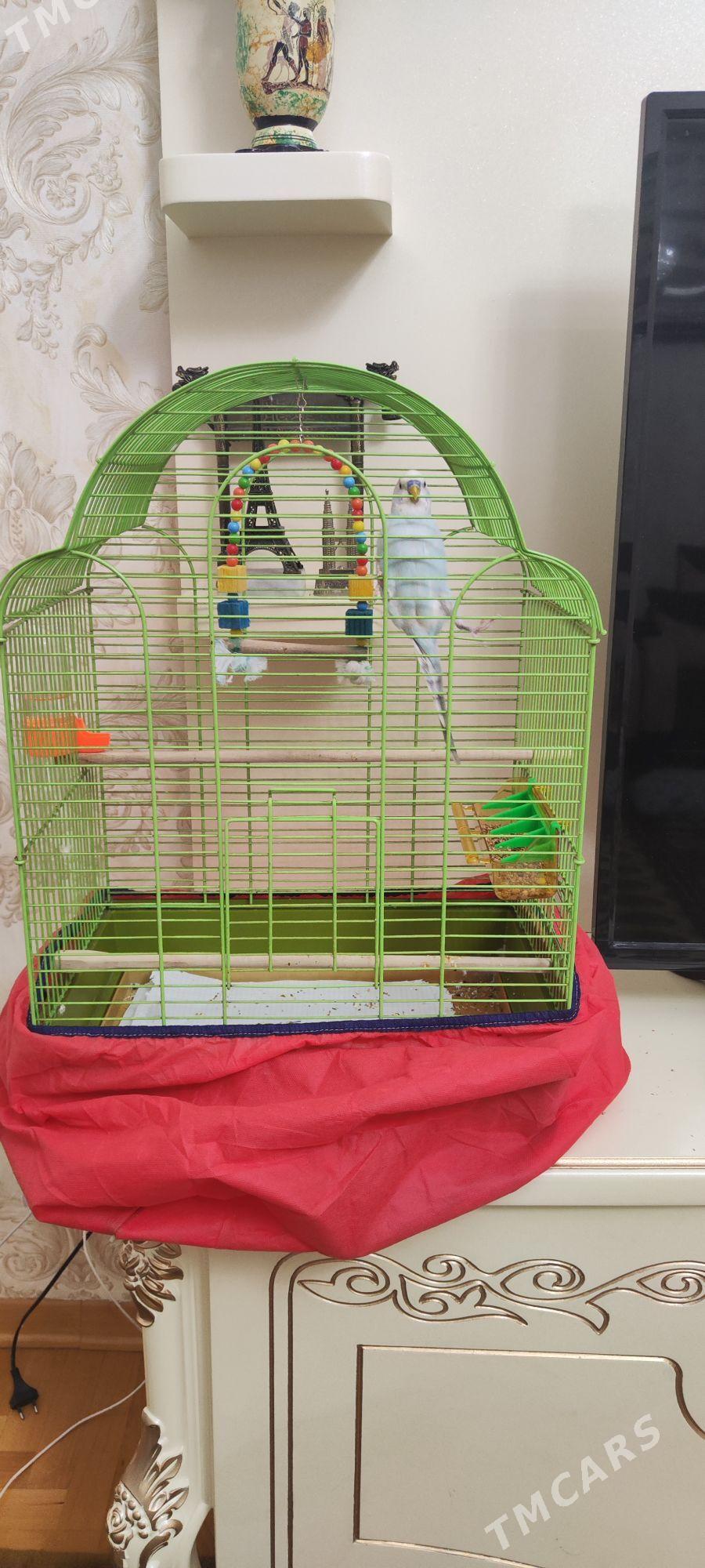 Popugay - Atatürk köç. - img 1