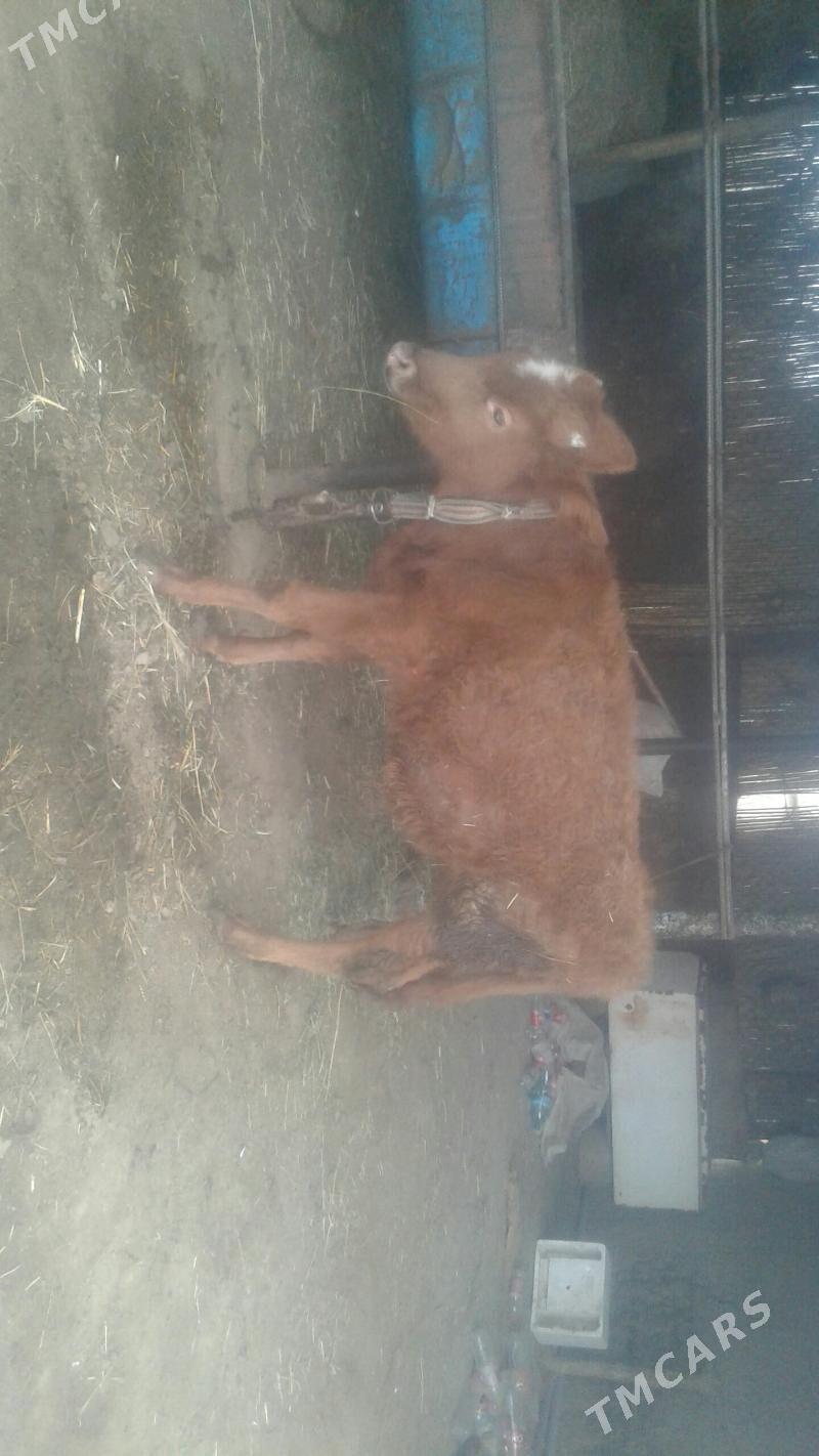 öküzçe - Сакарчага - img 1