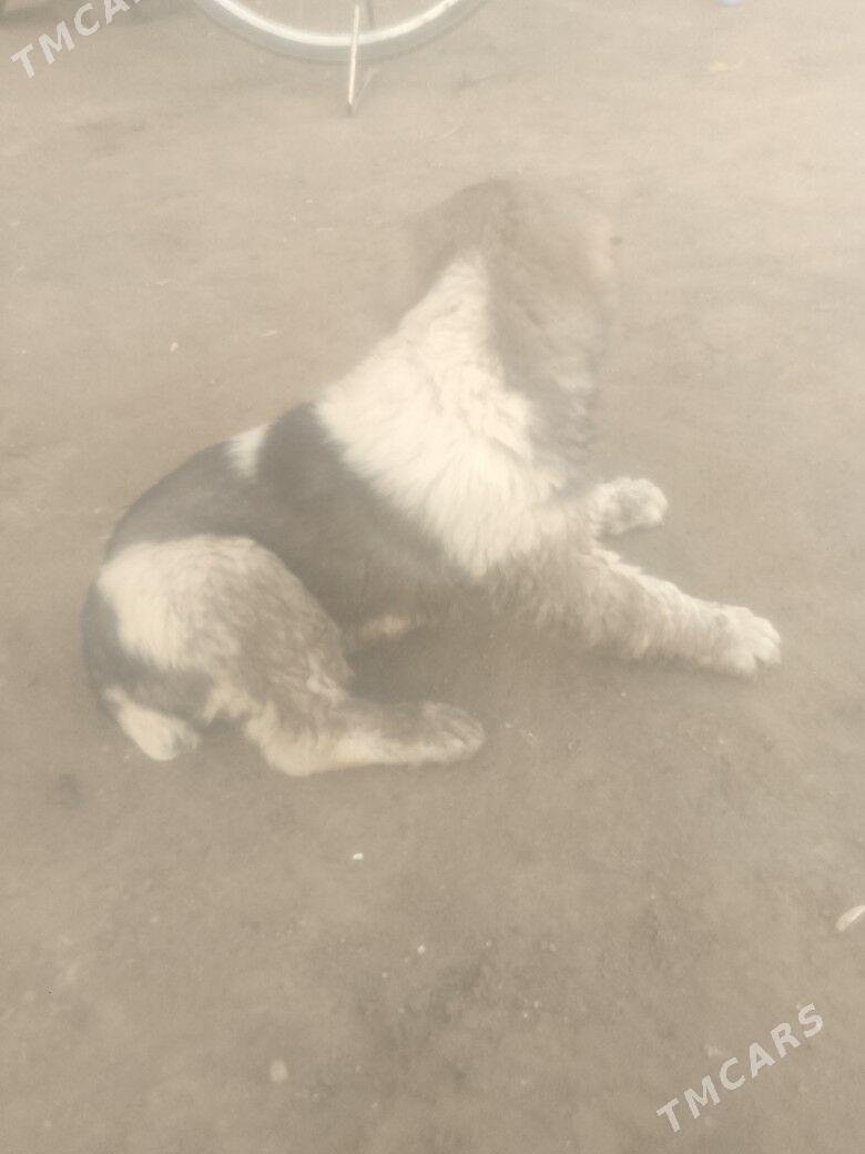 Türkmen it - Sakar - img 1