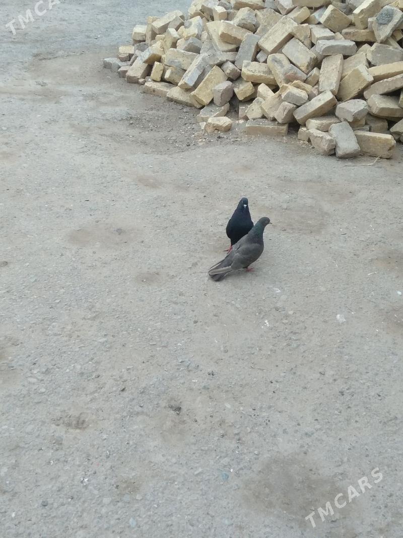 kepter - Туркменабат - img 1