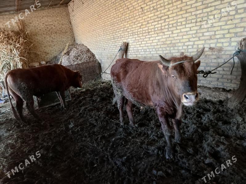 öküz - Халач - img 1