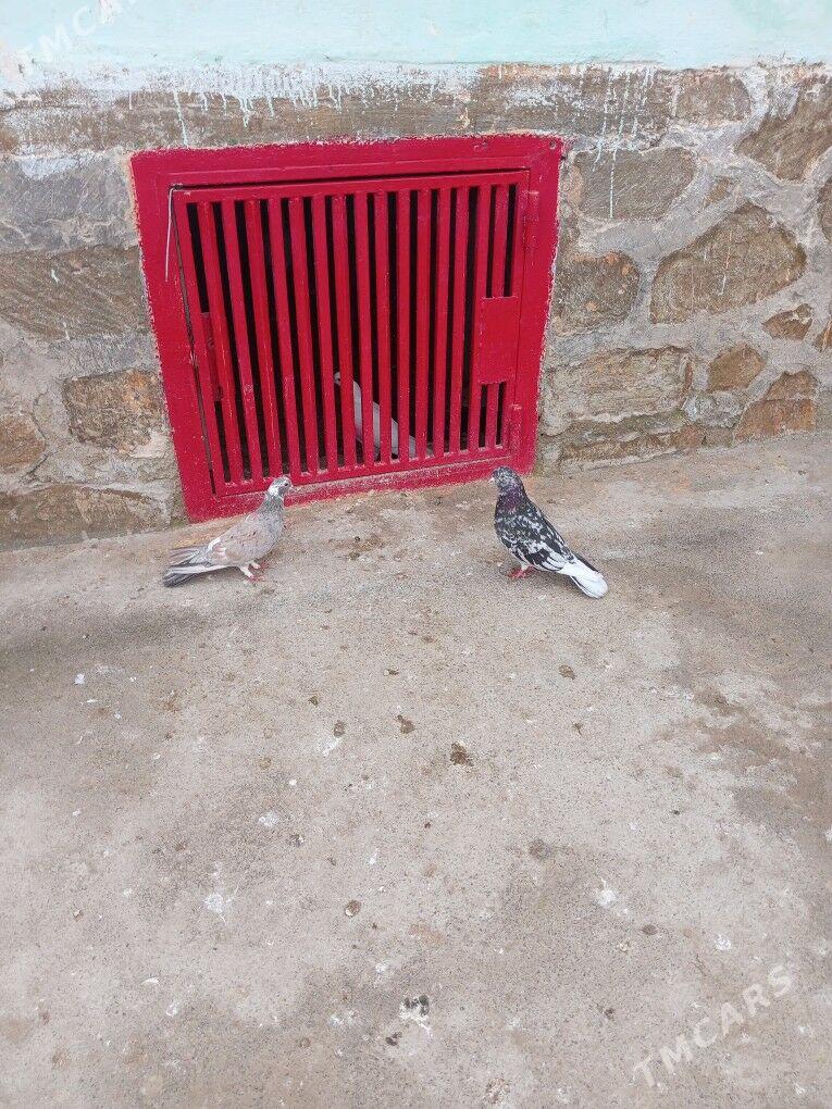 Kepderi - Берекет - img 1