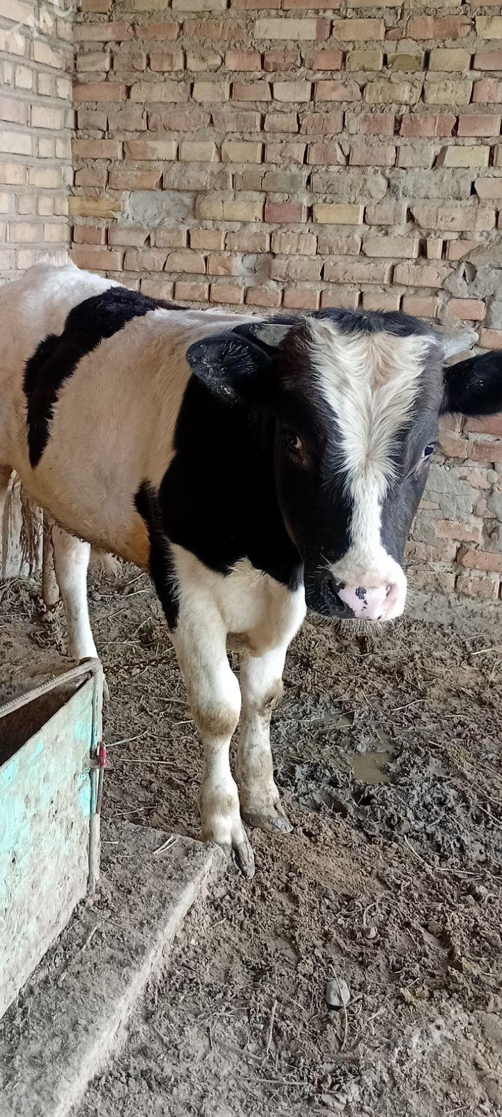 iki  okiz - Бахарден - img 1