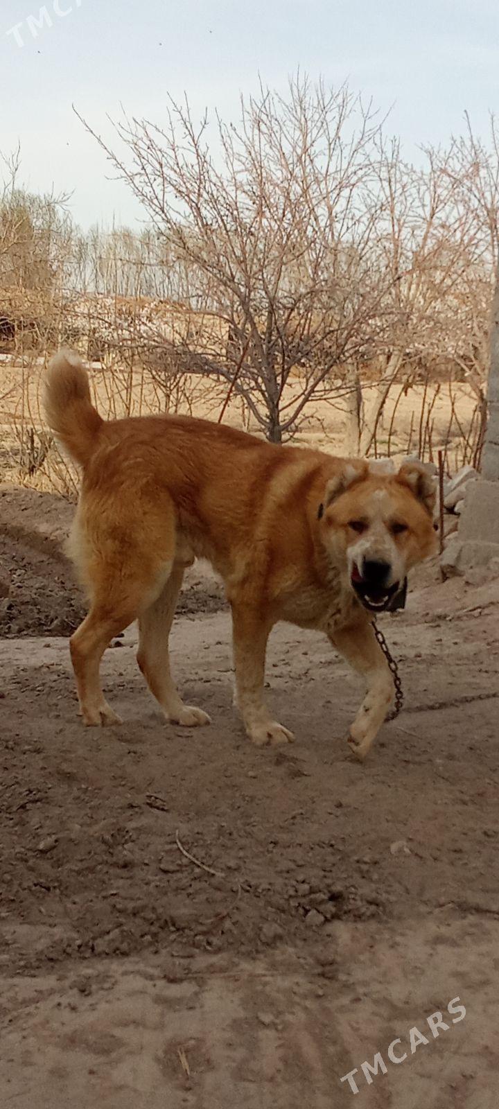 Boýnak palwan - Daşoguz - img 1