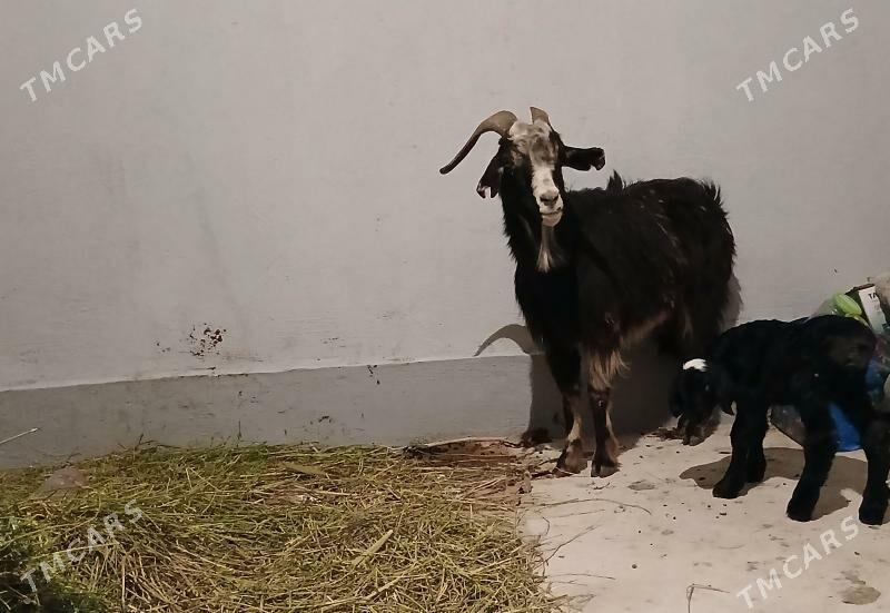 guzy owlakly geci - Гёкдепе - img 1