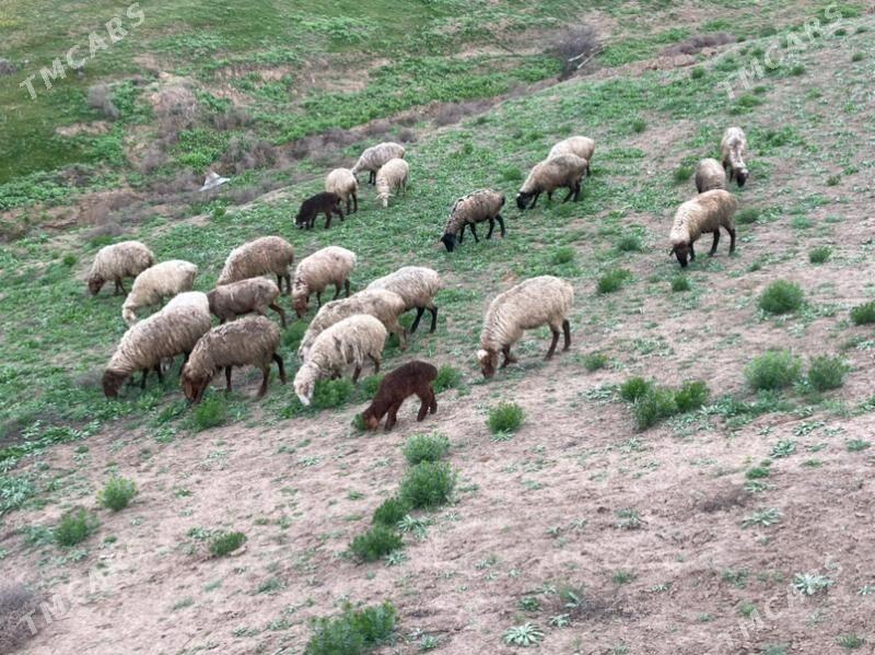 guzuly goyun - Bagyr - img 1