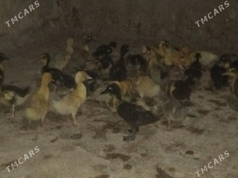 ordek - Гёкдепе - img 1