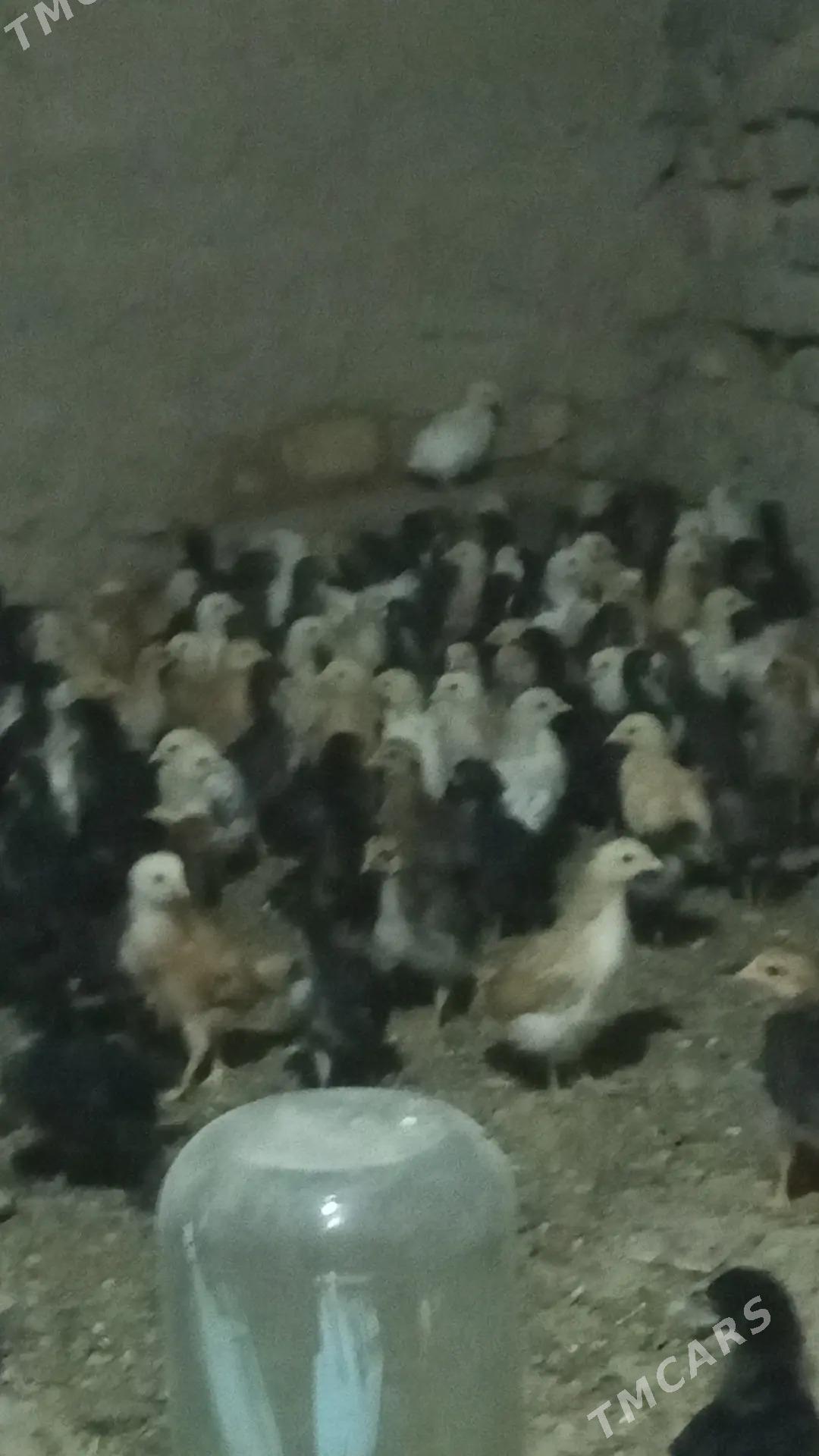 jüÿje - Байрамали - img 1