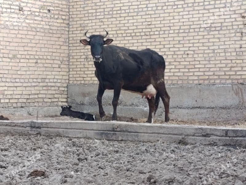 саглык сыгыр - Чарджоу - img 1