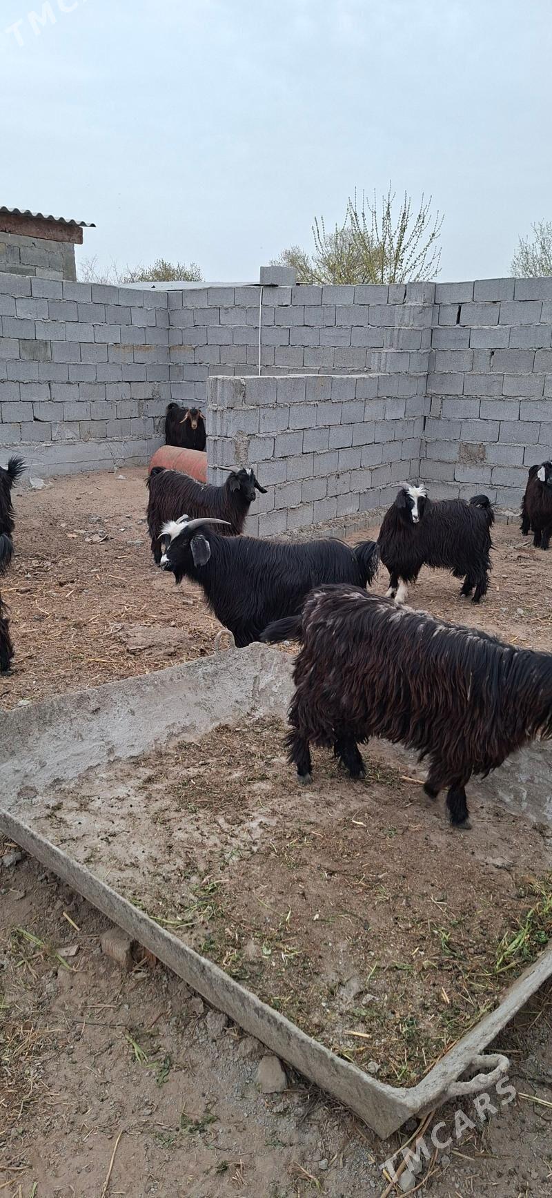 Geçi - Кипджак - img 1