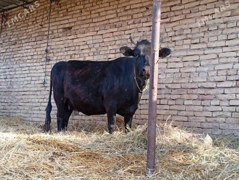 йетик богаз сыгыр - Чарджоу - img 1