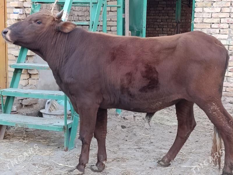 OKUZ - Туркменабат - img 1