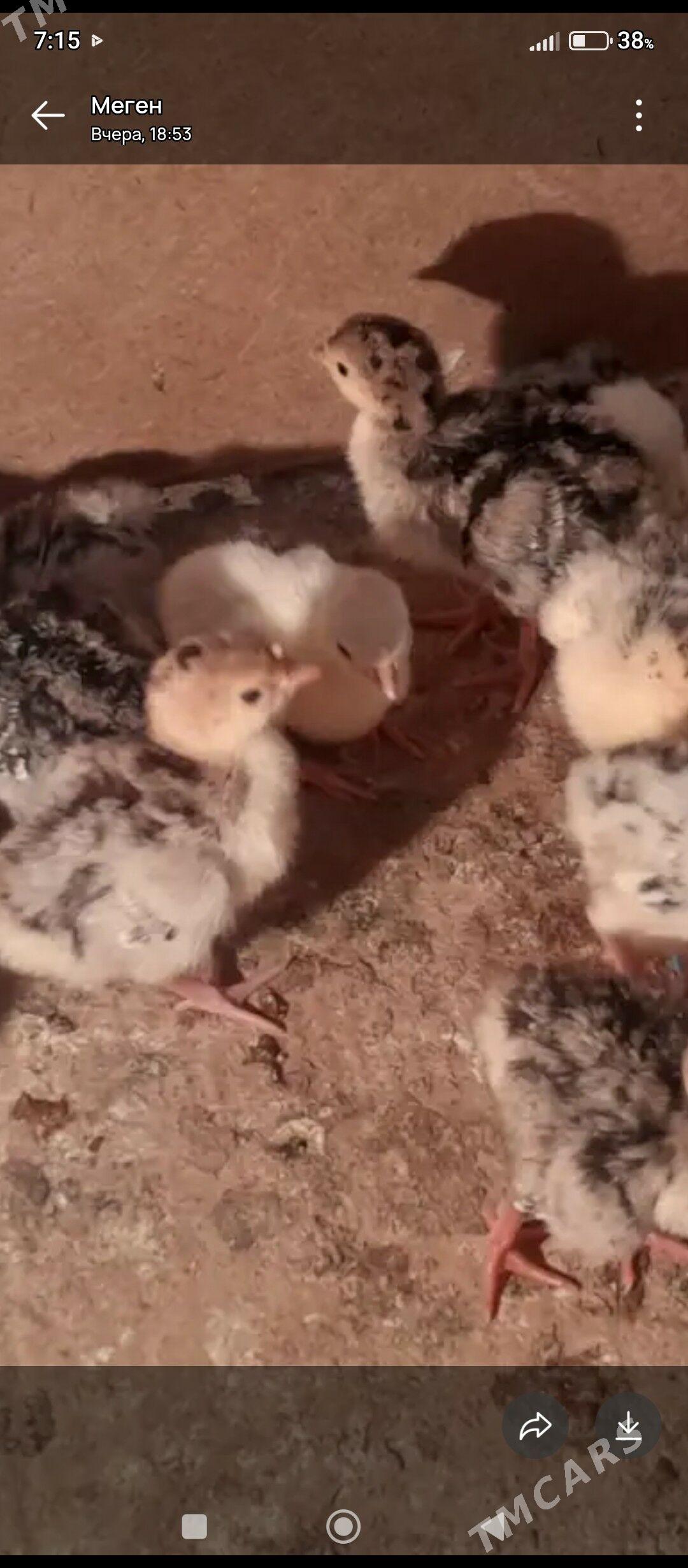 İndyk jyjeİndyk jyje - Мары - img 1