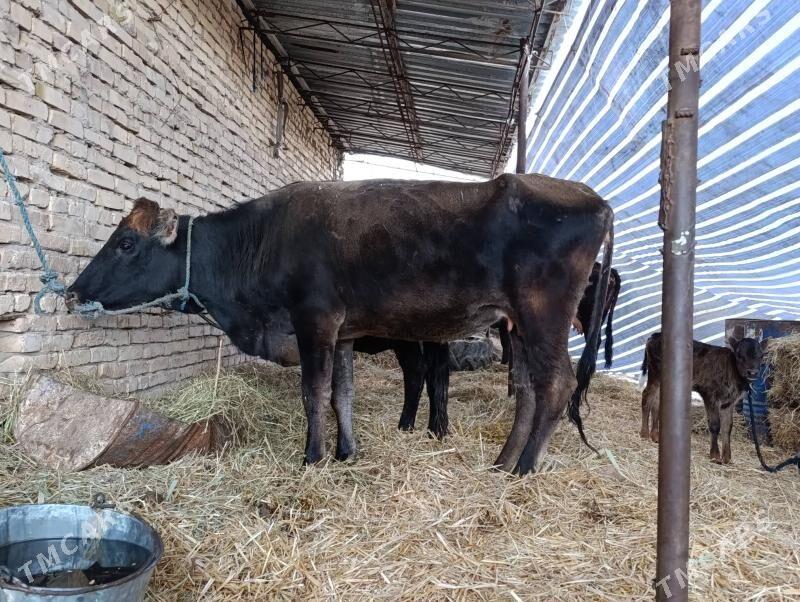 богаз сыгыр - Чарджоу - img 1