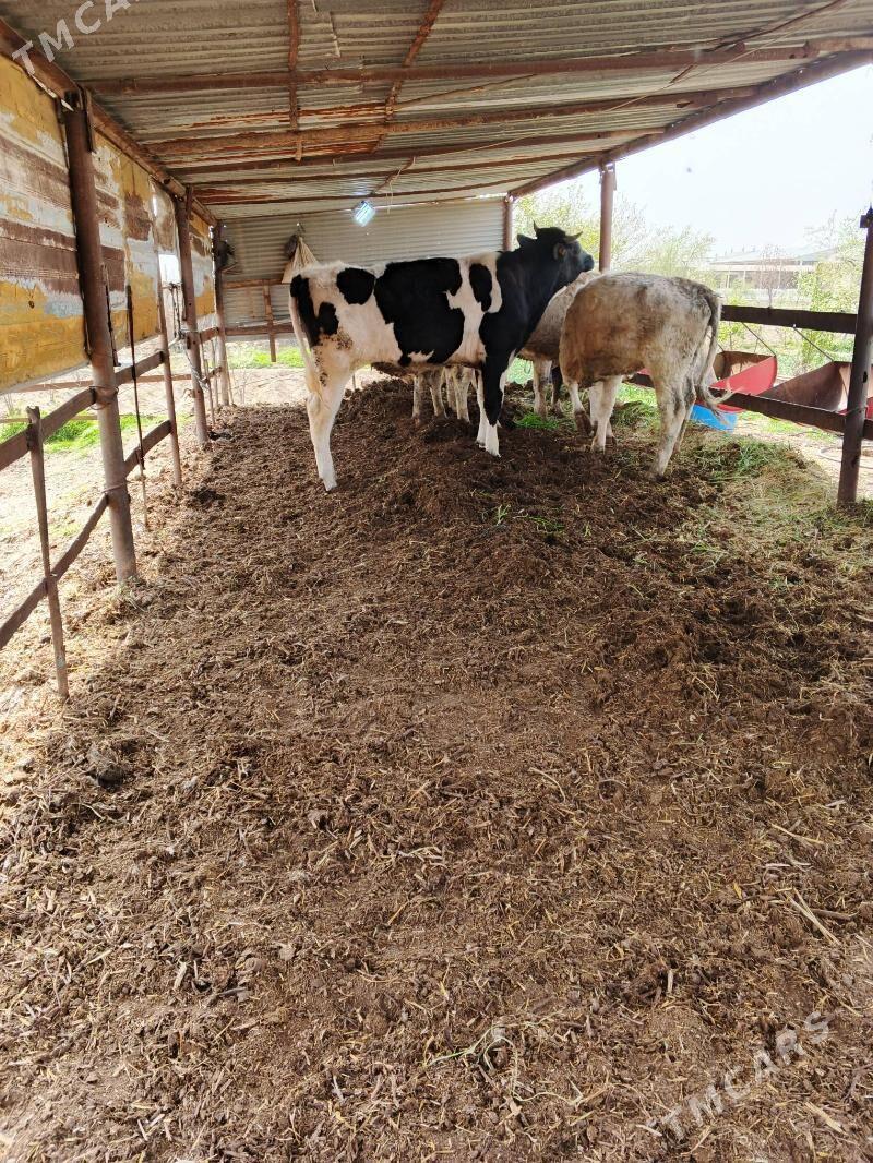 oküz - Мары - img 1