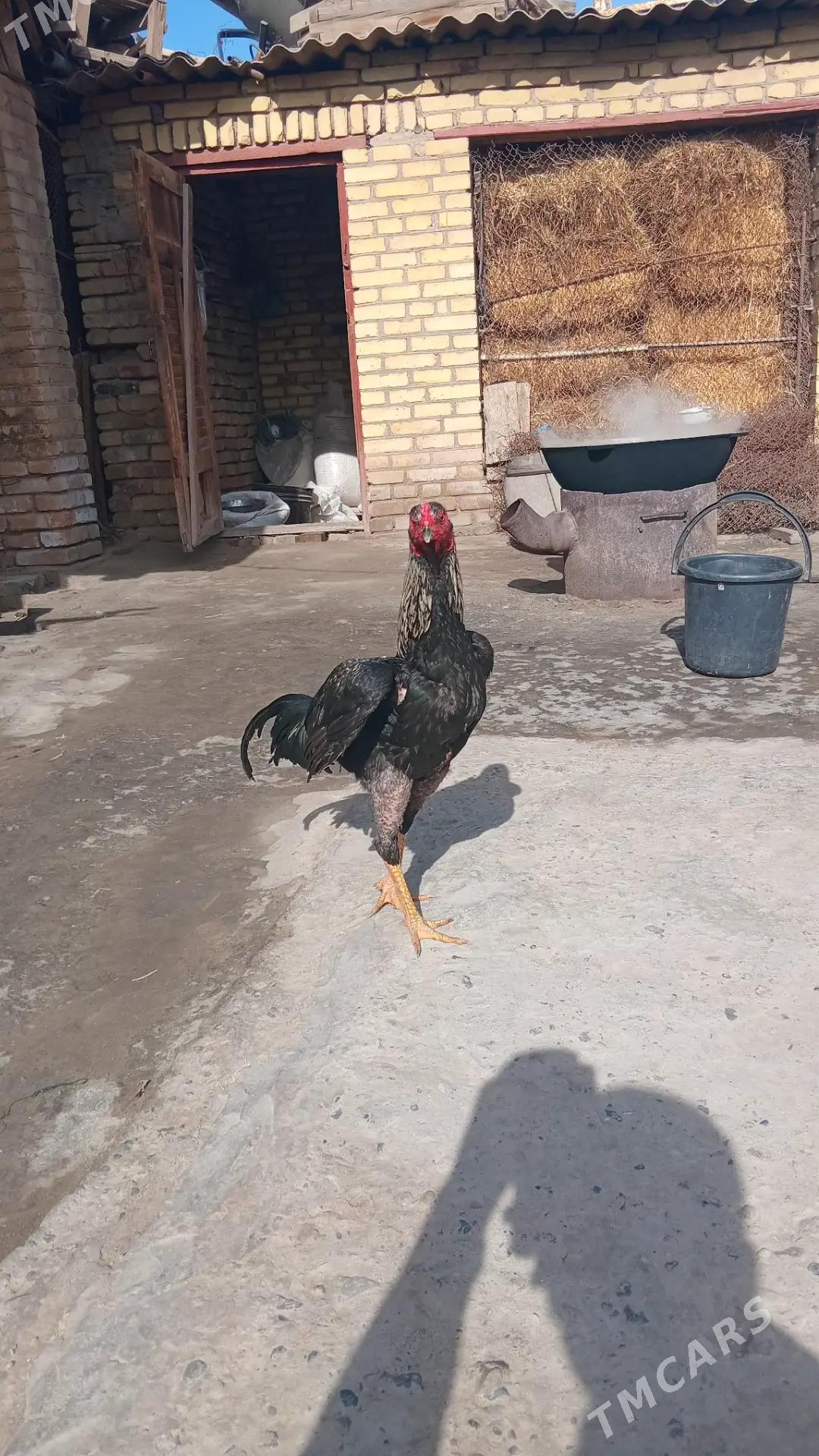 хораз - Чарджоу - img 1