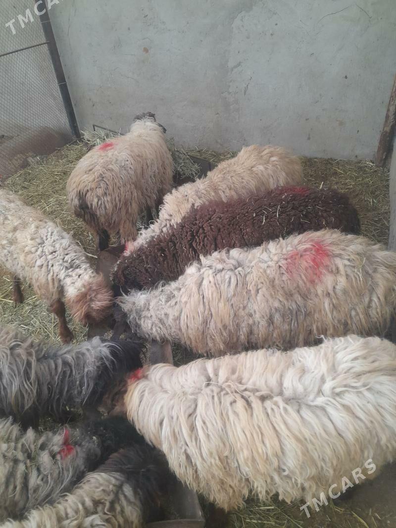 işşekler - Бахарден - img 1