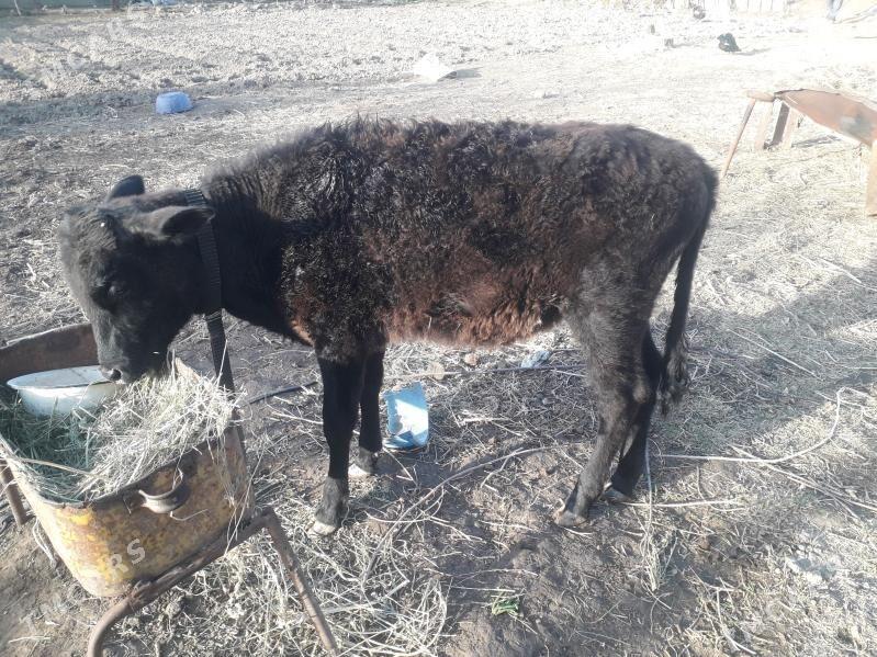 унажин - Türkmenabat - img 1