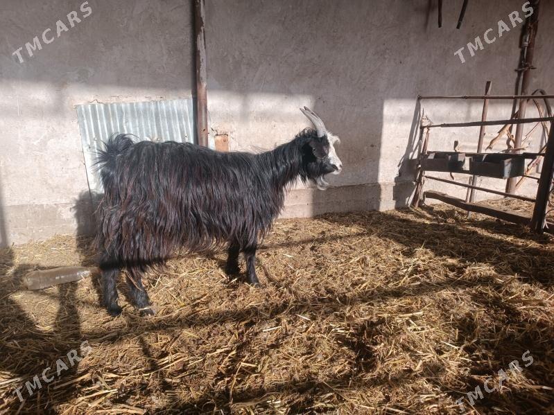 Bogaz geçi - Фарап - img 1