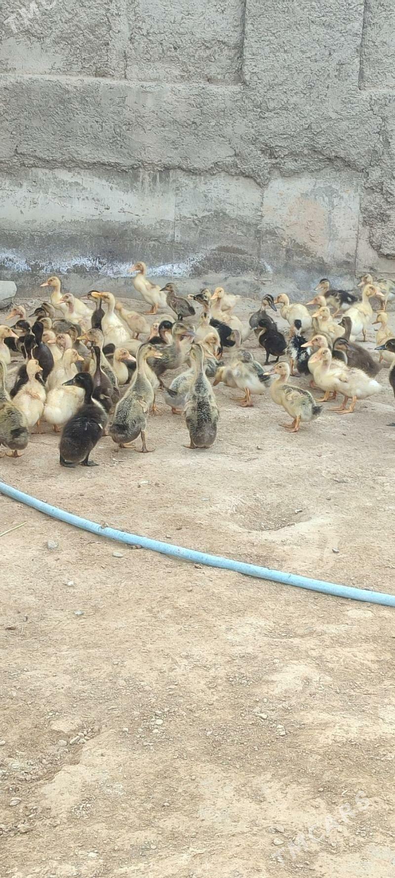 Gak gak - Мары - img 1