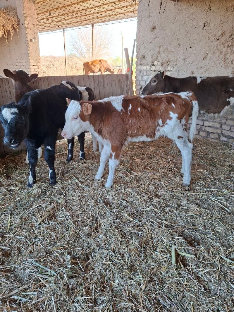 smental tuwe okuzce - Гарабекевюл - img 1