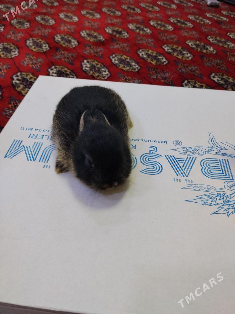 mini towsan - Aşgabat - img 1