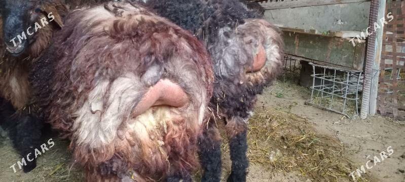 BERRE - Бахарден - img 1