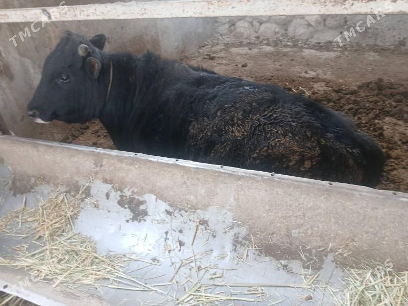 окуз - Balkanabat - img 1