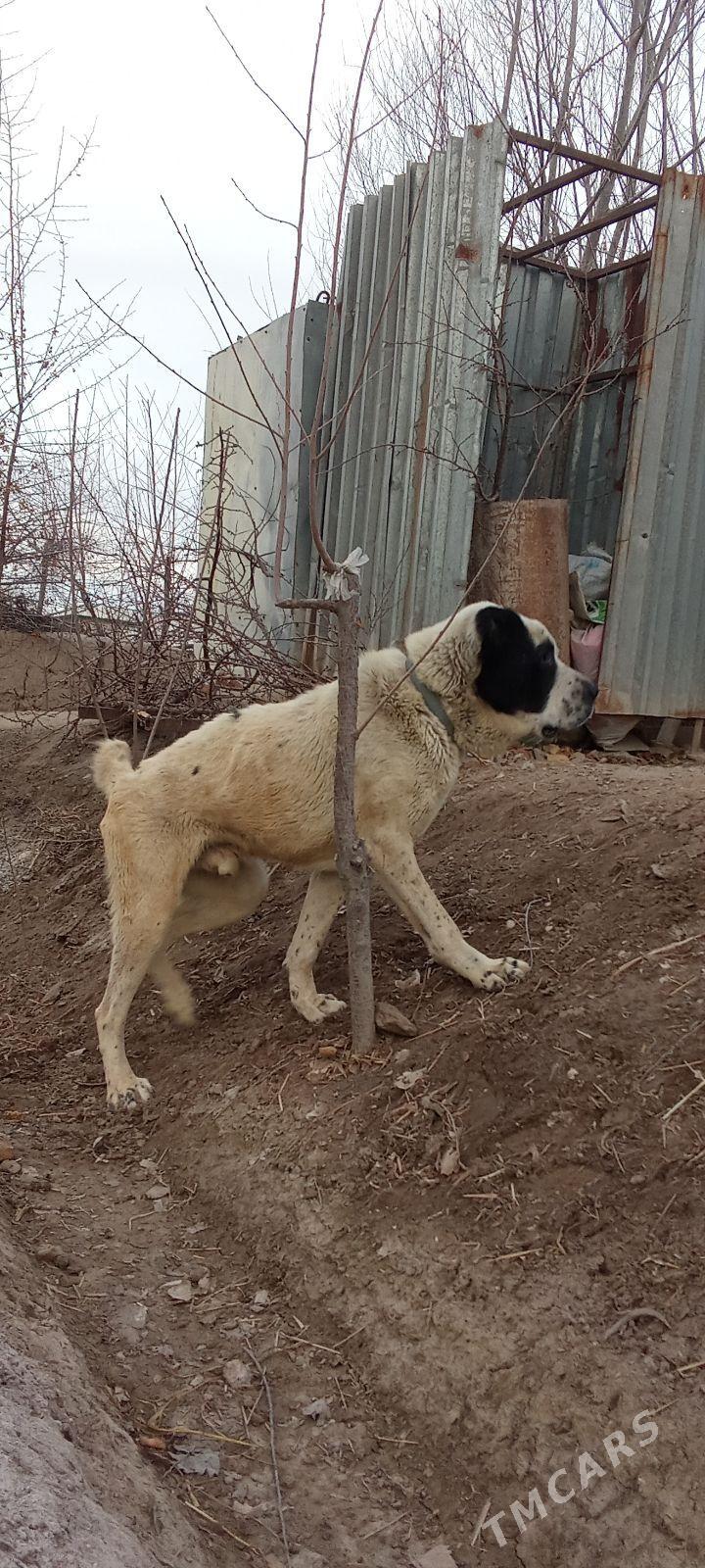 Alabaý 3 ýas - Дашогуз - img 1