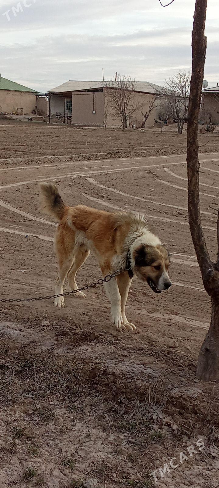 tm alabaý - Дашогуз - img 1