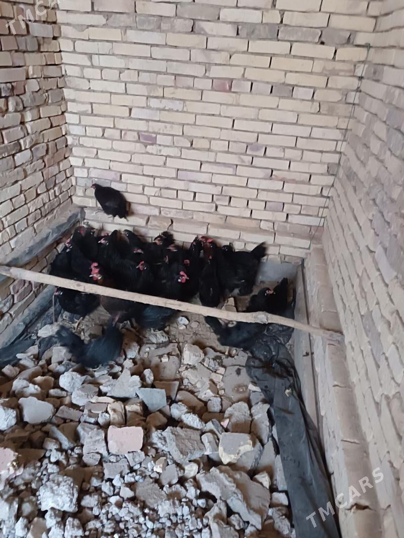 gara towuk - Мары - img 1