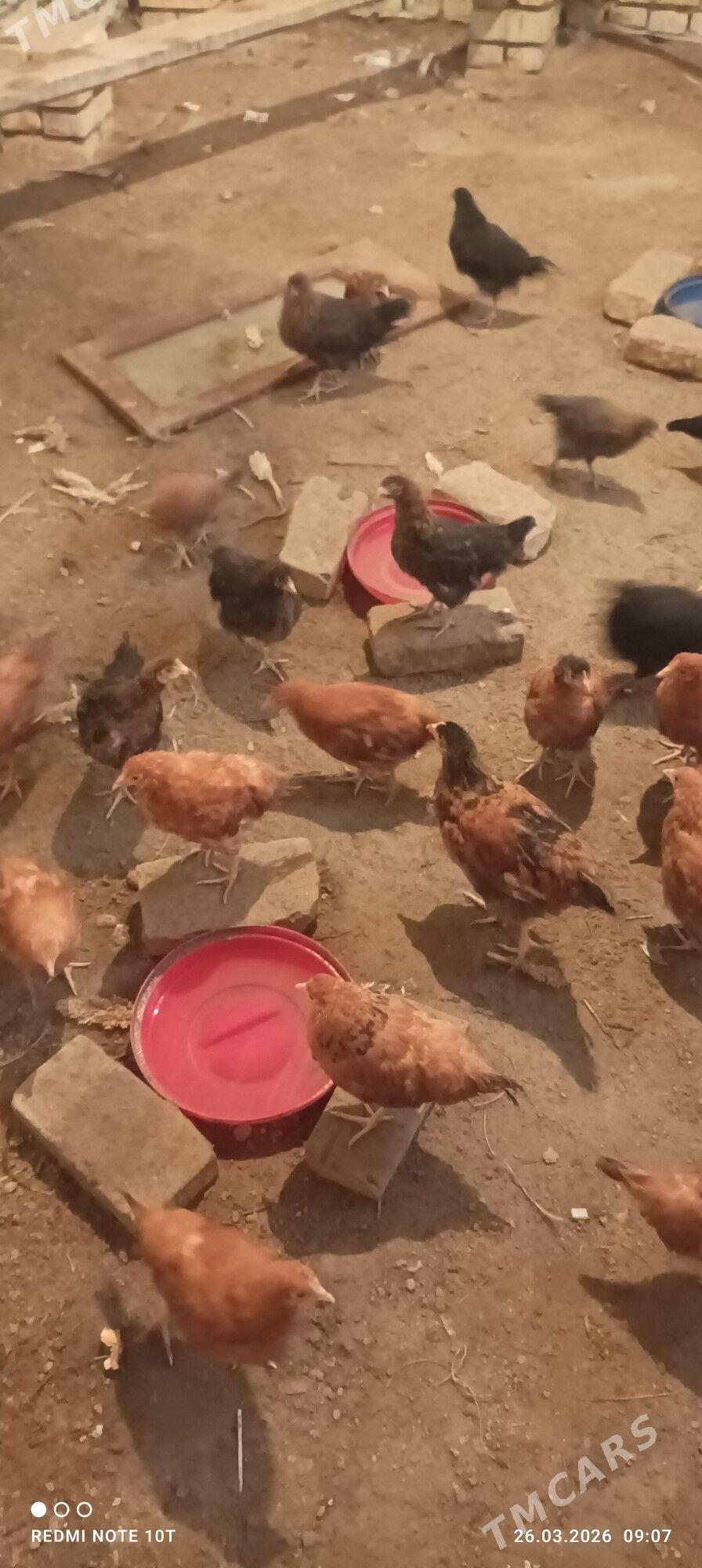 jujeler - Дашогуз - img 1